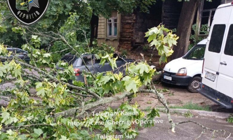 У Чернігові дерево впало на автівки (Фотофакт)