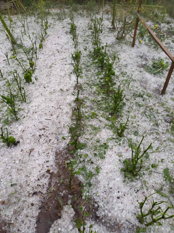 У селі на Чернігівщині пройшов град (Фотофакт)