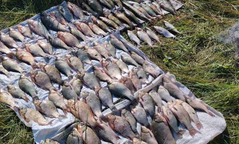На Чернігівщині браконьєр незаконно наловив риби на понад 175 тисяч