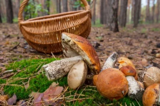 На Чернігівщині померла жінка через отруєння грибами