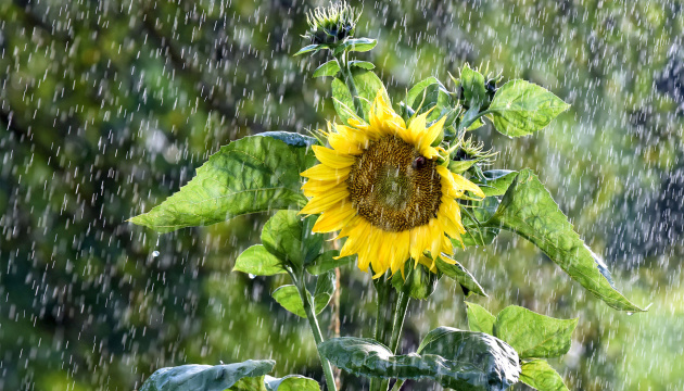 На Чернігівщині синоптики на вихідні прогнозують дощі