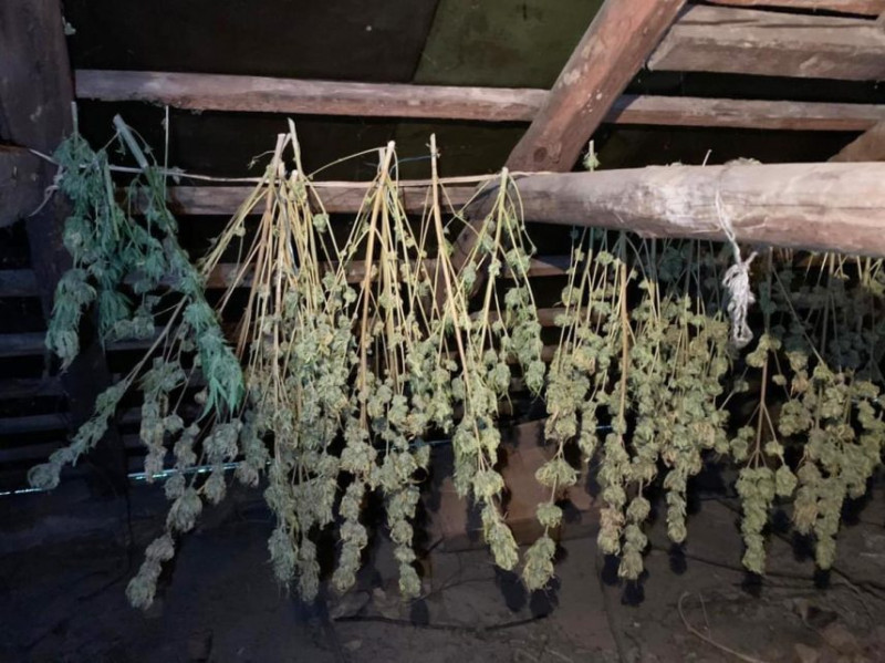 На Чернігівщині викрили чоловіка в незаконному вирощуванні конопель і зберіганні зброї