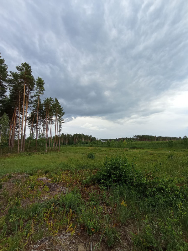 На Чернігівщині є вересові пустища (Фото)