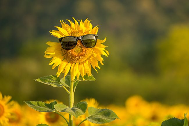 Найближчими днями на Чернігівщині буде ще спекотніше