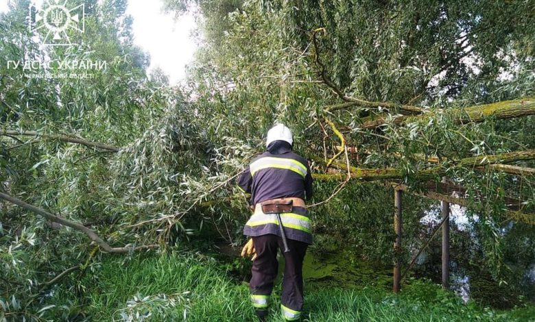 Негода на Чернігівщині повалила дерева (Фото)