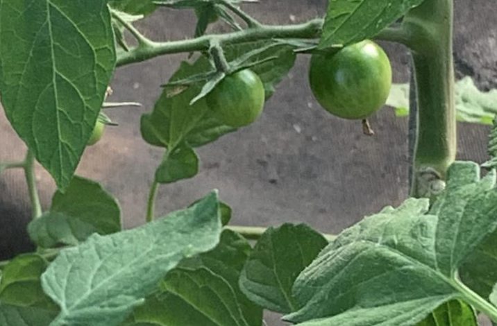 У Чернігівській області виробник салатів почав вирощувати тепличні томати