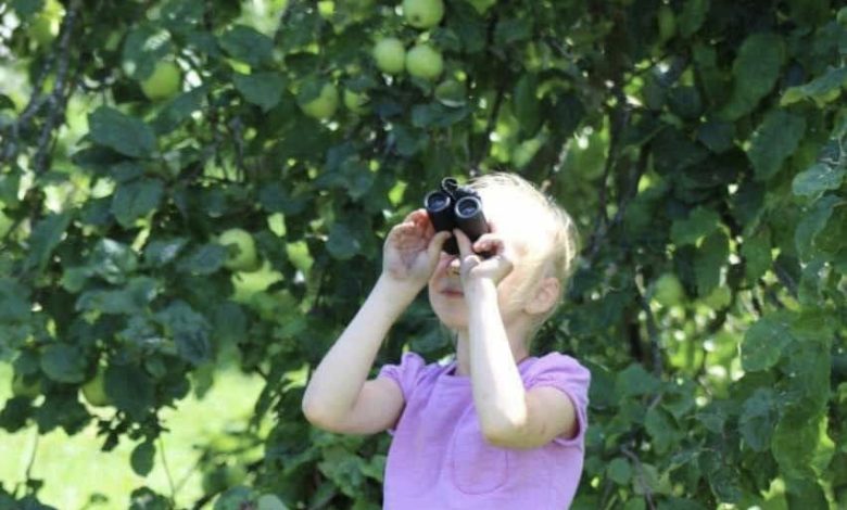У музеї-заповіднику на Чернігівщині можна спостерігати за птахами в їхньому природному середовищі