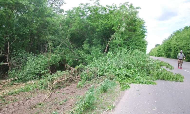 Узбіччя автомобільних доріг на Чернігівщині розчищають від рослинності мульчером (Фото)