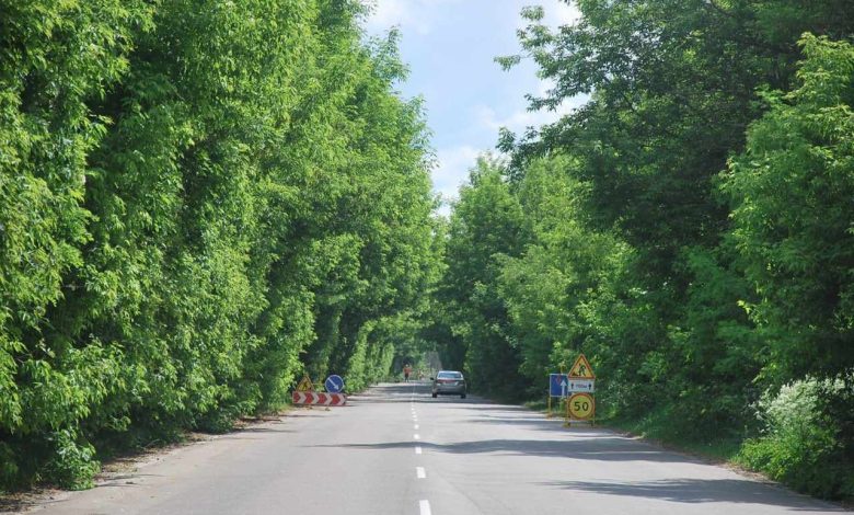 Узбіччя автомобільних доріг на Чернігівщині розчищають від рослинності мульчером (Фото)