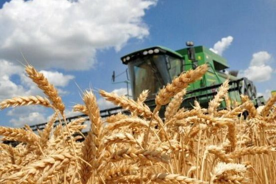 За тиждень аграрії області зібрали майже 250 тисяч тонн зерна