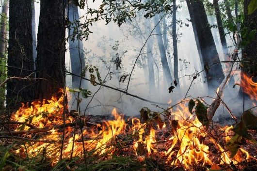 Жителів Чернігівщини попереджають про пожежну небезпеку