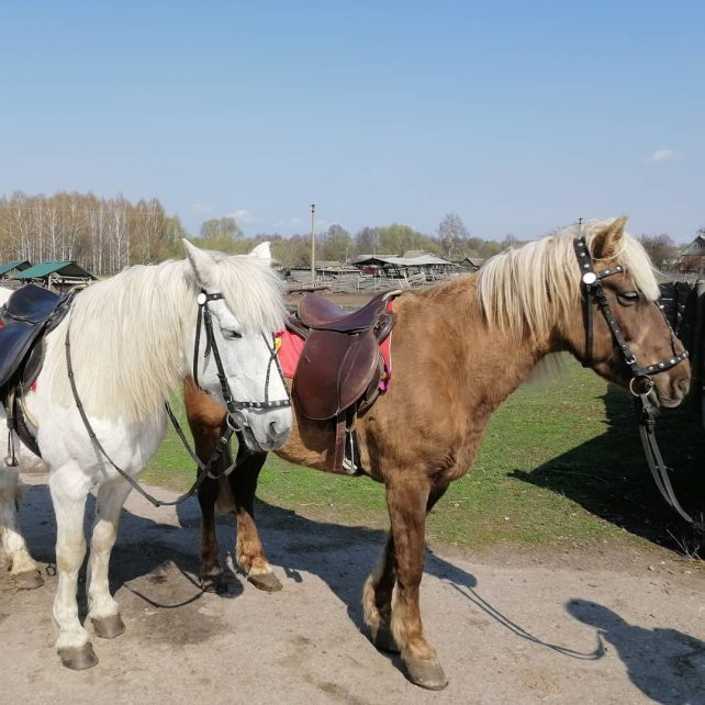 Коні вціліли, кнура та павичів з’їли окупанти: реалії кінної бази в Полуботках