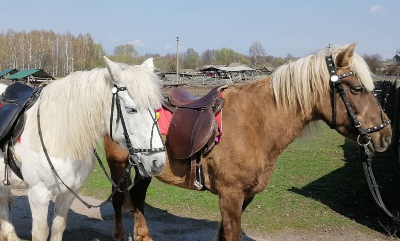 Коні вціліли, кнура та павичів з’їли окупанти: реалії кінної бази в Полуботках