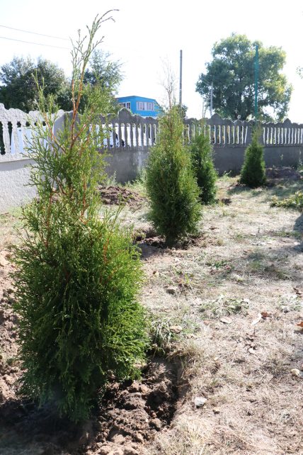 Пам’яті поліцейських: у Чернігові висадили вічнозелені дерева