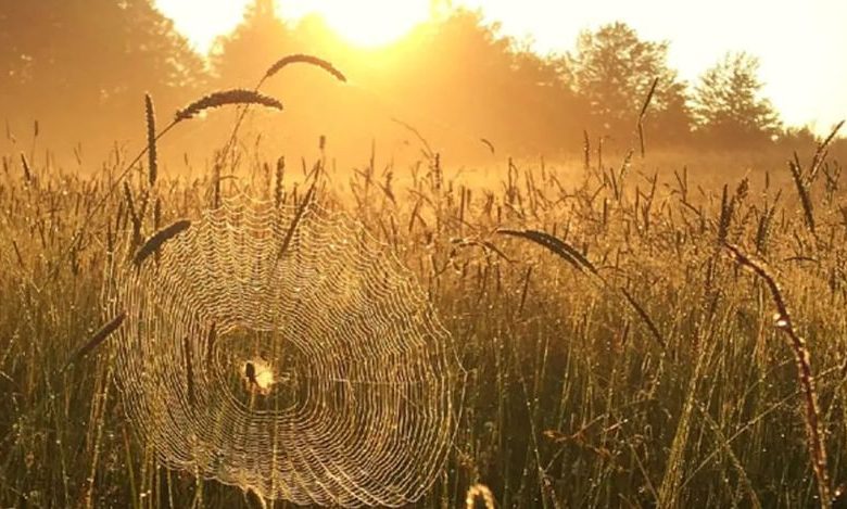 В Україні пануватиме бабине літо