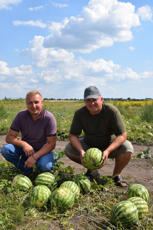 Замість херсонських: у Носівці торгують місцевими фермерськими кавунами