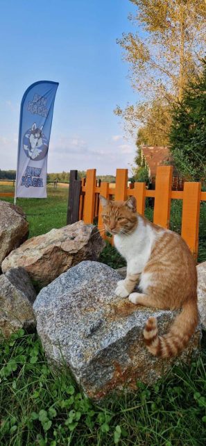 «Дім Хаскі»: на Чернігівщині можна покататися на собачих упряжках і відпочити біля каміна