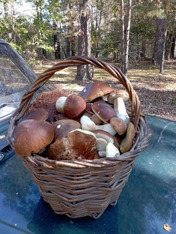 Грибники Чернігівщини хваляться врожаєм із «тихого полювання» (Фото)