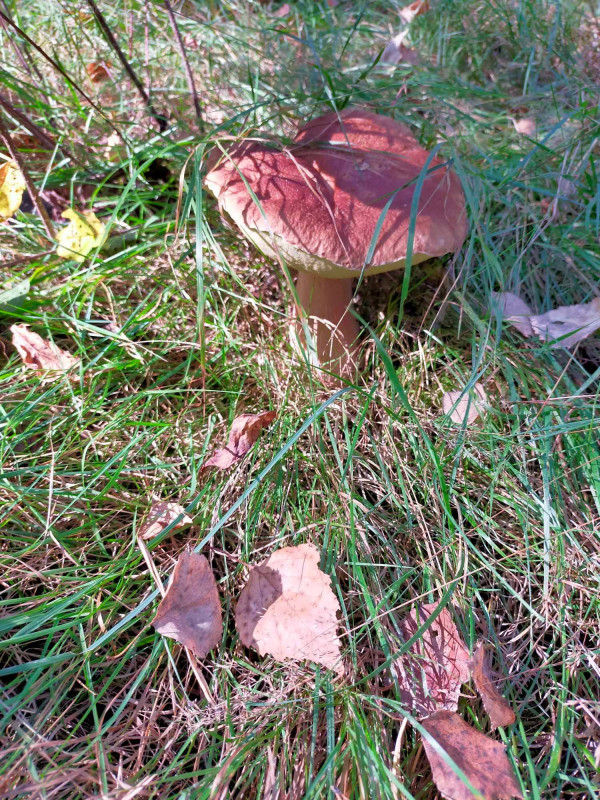 Грибники Чернігівщини хваляться врожаєм із «тихого полювання» (Фото)