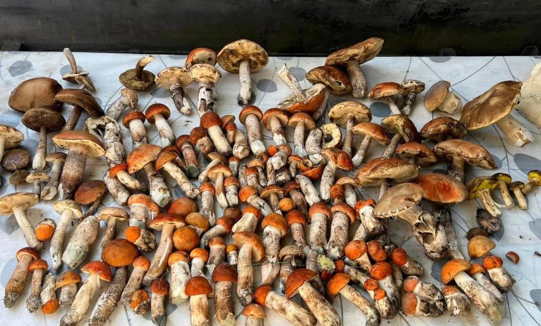 Грибники Чернігівщини хваляться врожаєм із «тихого полювання» (Фото)