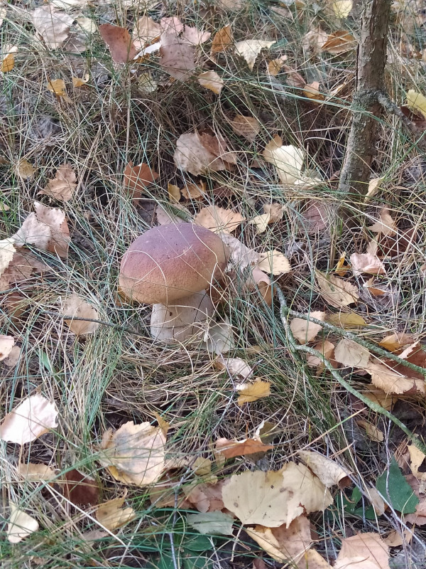 Грибники Чернігівщини хваляться врожаєм із «тихого полювання» (Фото)