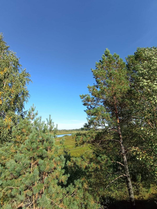 Грибники Чернігівщини хваляться врожаєм із «тихого полювання» (Фото)