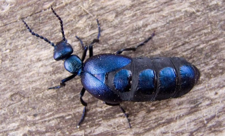 На Чернігівщині помітили рідкісного отруйного жука-афродизіака
