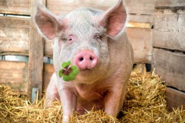 На Чернігівщині виявили африканську чуму свиней