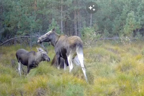 Родина лосів потрапила в об’єктив фотопастки на Чернігівщині (Відео)