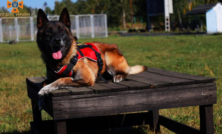 Тоша — чотирилапий помічник чернігівських кінологів