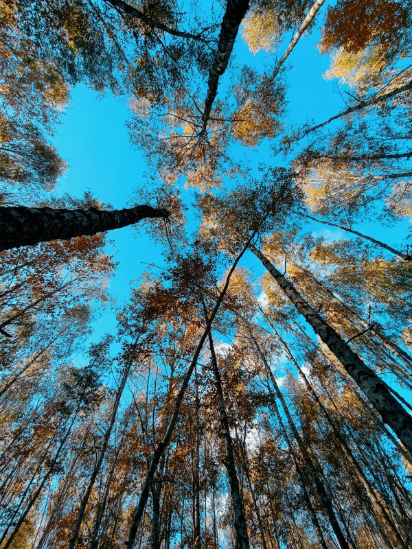 Жителі Чернігівщини насолоджуються золотою осінню (Фото)