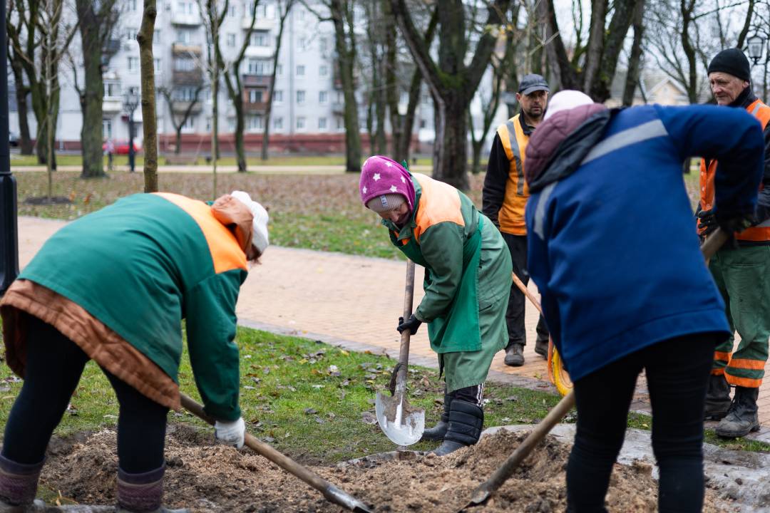 62 платана, що висаджують на Валу, місту передав благодійник