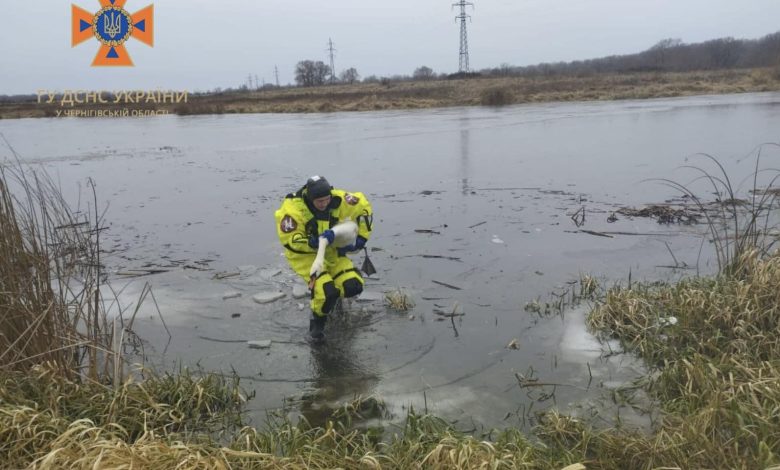 Чернігівські надзвичайники врятували двох лебедів
