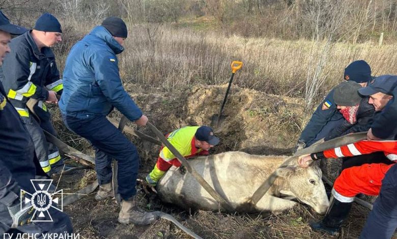 Чернігівські надзвичайники врятували з пастки корову