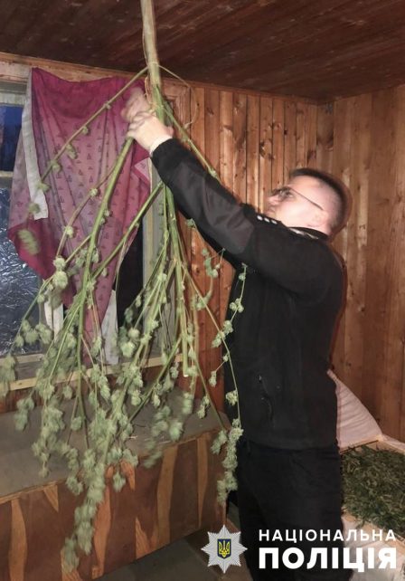 На Чернігівщині викрили чоловіка у вирощуванні наркозілля