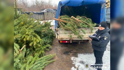 На Чернігівщині правоохоронці викрили чоловіка, який незаконно зрубав майже 150 сосен