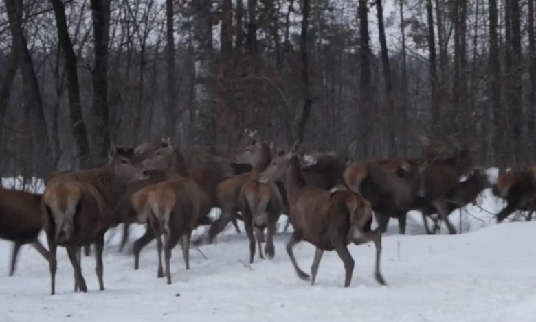 Фауна Чернігівського лісу збільшилася на 165 благородних оленей