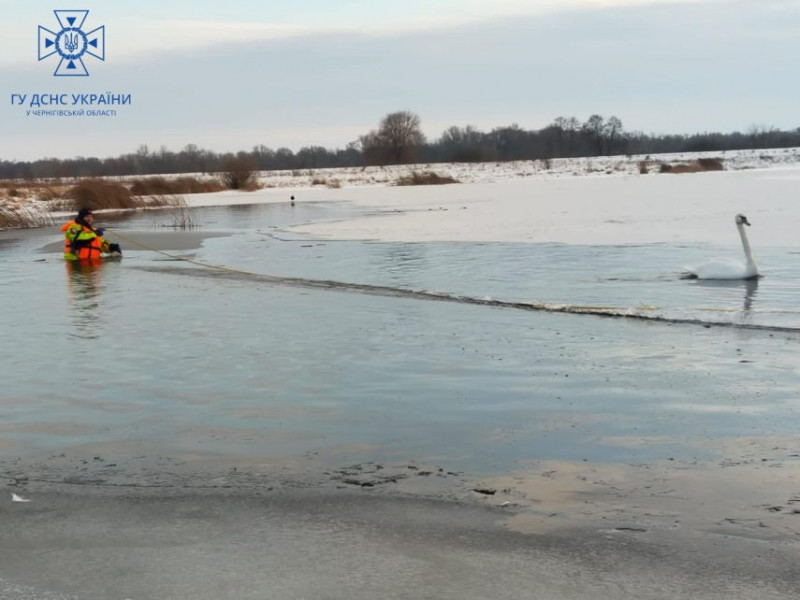 На Чернігівщині рятувальники врятували лебедів із крижаного полону