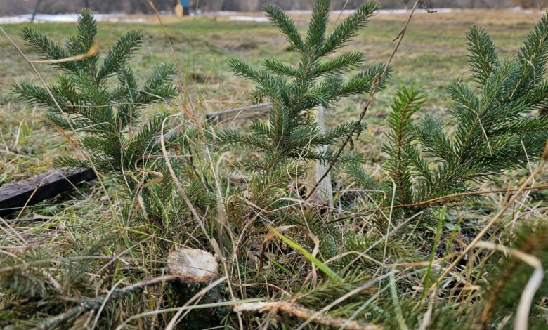 У Семенівці «новорічні вандали» спиляли ялинку в парку (Фотофакт)