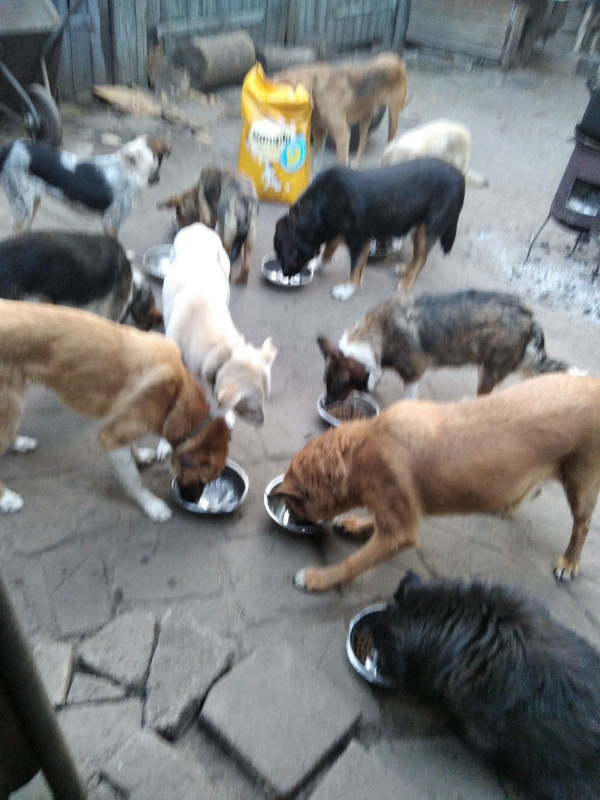 Зооволотерка з Семенівки потребує допомоги