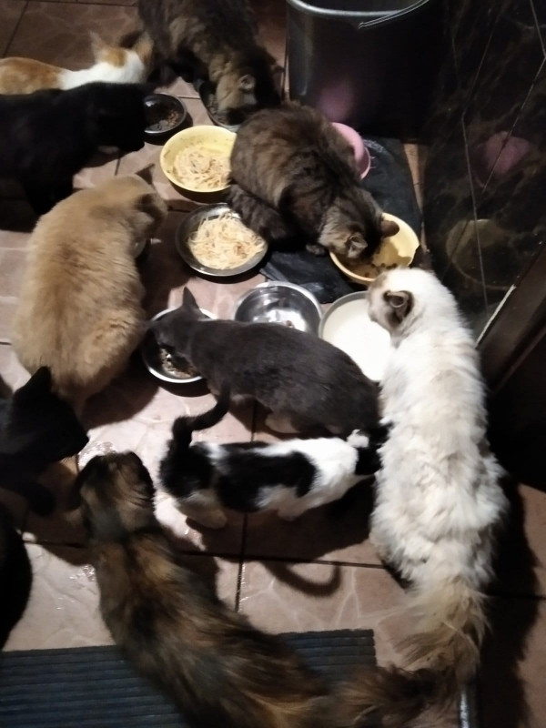 Зооволотерка з Семенівки потребує допомоги