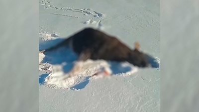 На прикордонні Чернігівщини застрелили червонокнижного лося: поліція відкрила кримінальне провадження