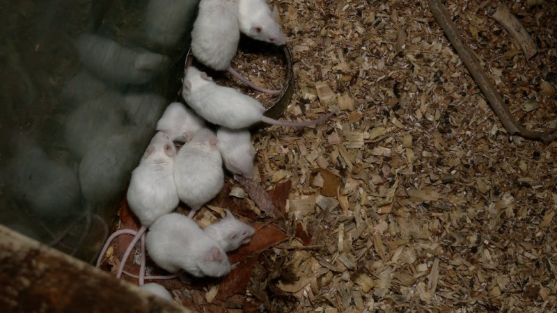 Миші гинуть протягом декількох днів: у Чернігові розробили препарат, який військові використовують у бліндажах