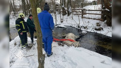 Тварина може не вижити: на прикордонні Чернігівщини з річки врятували коня