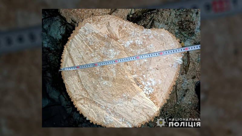 На Чернігівщині поліцейські виявили вантажівку зі зрубаною деревиною та трьох підозрюваних у рубці