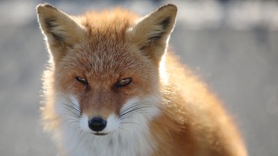 На Чернігівщині лисиця напала на 10-річну дівчинку, яка йшла до шкільного автобуса
