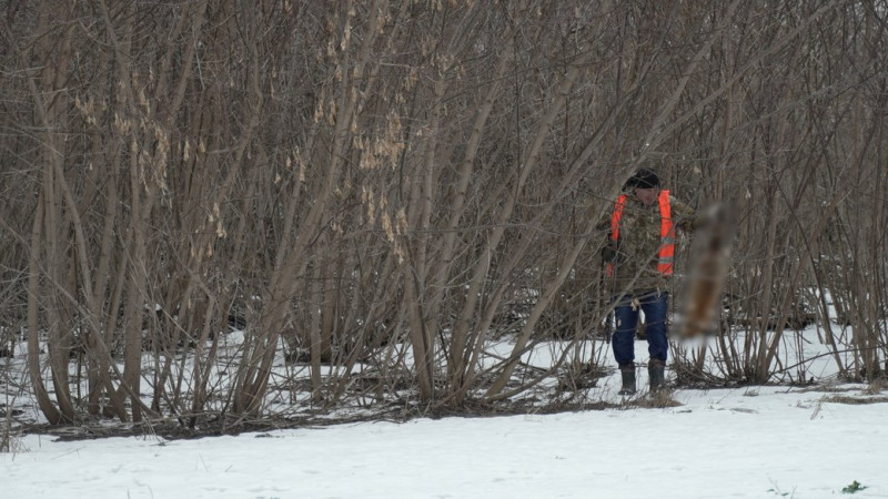 На Чернігівщині почали відстрілювати лисиць