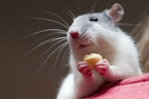 Лептоспіроз: небезпека, профілактика та лабораторна діагностика