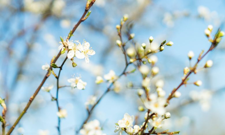 Перезимували: як село на Чернігівщині готується до весни