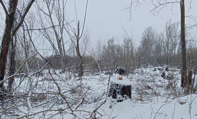 У селі на Чернігівщині виявили незаконну порубку дерев